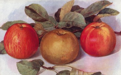 Dessert Apples by English School
