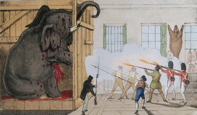 Destruction of the Noble Elephant at Mr. Cross
