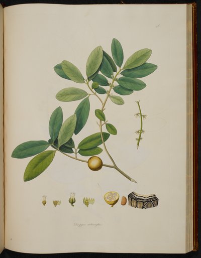 Diospyros melanoxylon, from 