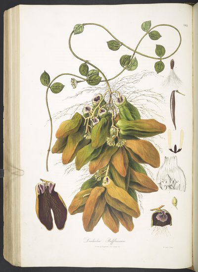 Dischidia Rafflesiana, plate 142 from 