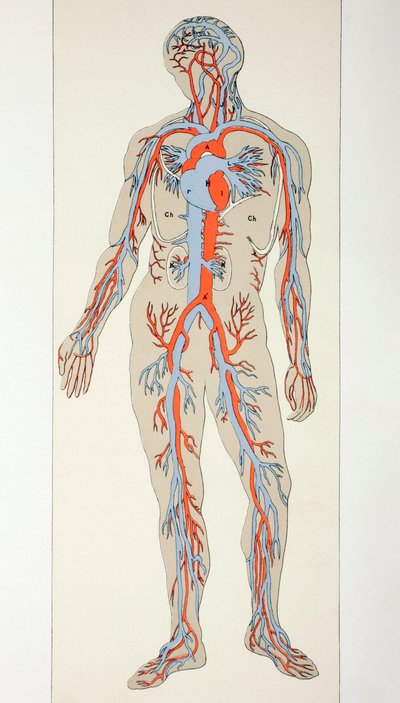 Distribution of Blood Vessels in the Human Body, c.1890 by English School