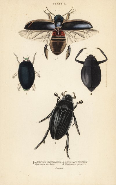 Diving beetle, common whirligig beetle, Cyclous vittatus, and great silver water beetle by English School