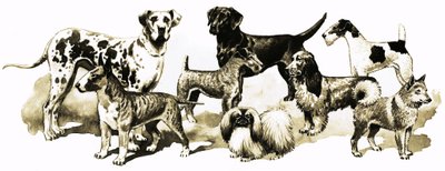 Dogs by English School