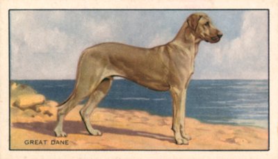 Dogs: Great Dane by English School