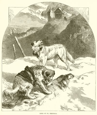 Dogs of St. Bernard by English School