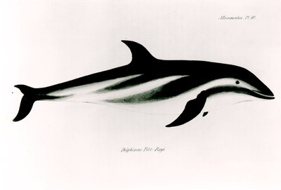 Dolphin, illustration from 