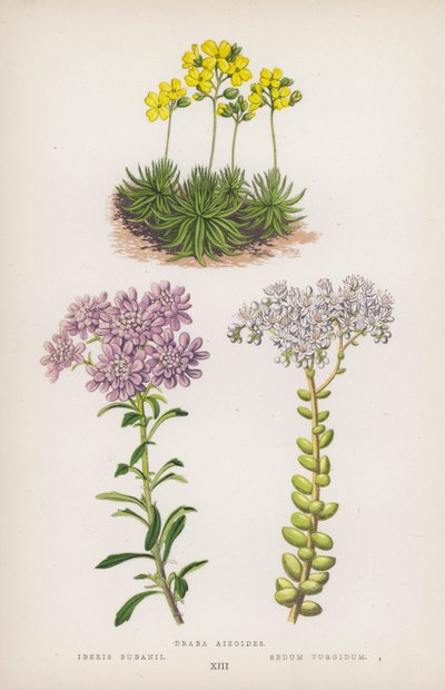 Draba Aizoides; Iberis Bubanii; Sedum Turgidum by English School