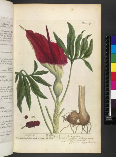 Dracontium, from 