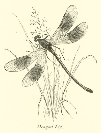 Dragon Fly by English School