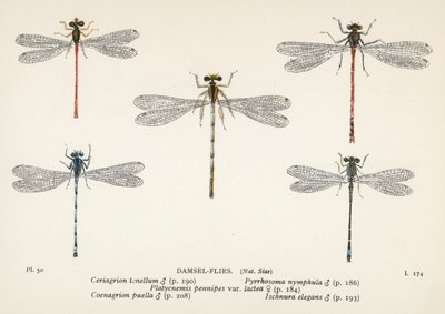 Dragonflies: Damsel-Flies by English School