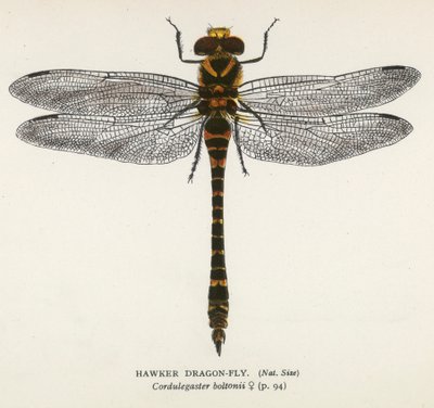 Dragonflies: Hawker Dragon-Fly by English School