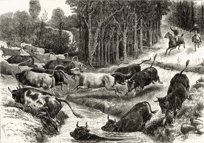 Driving Cattle in Australia, c.1880, from 