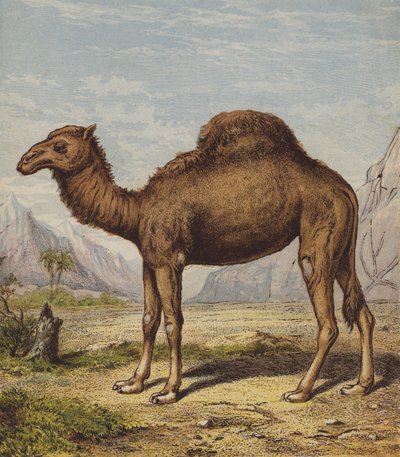 Dromedary by English School