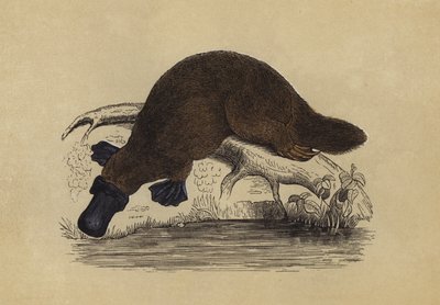 Duck-Billed Platypus by English School
