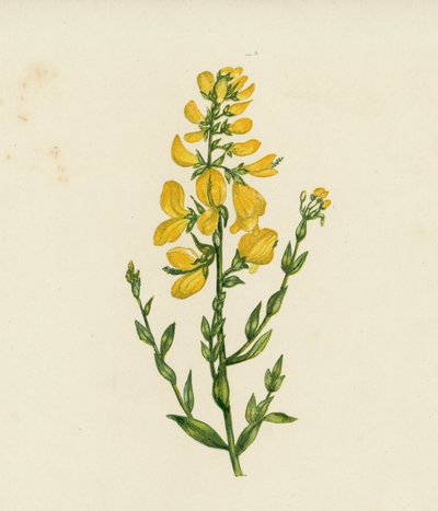 Dyer