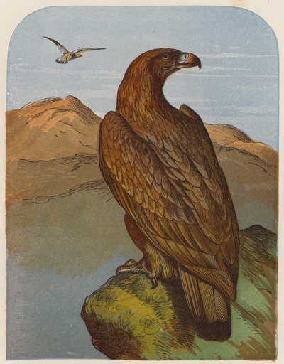 Eagle by English School