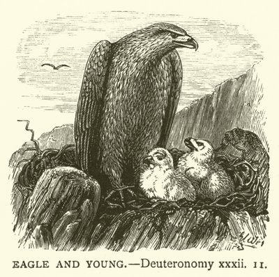 Eagle and Young, Deuteronomy, xxxii by English School