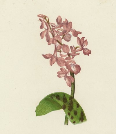 Early Purple Orchis, Orchis Mascula by English School