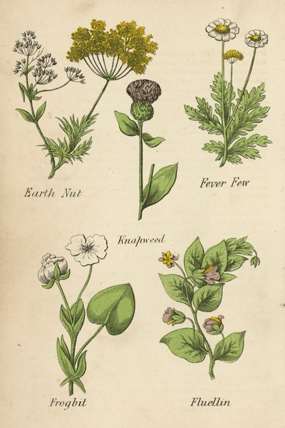 Earth Nut, Fever Few, Knapweed, Frogbit, Fluellin by English School