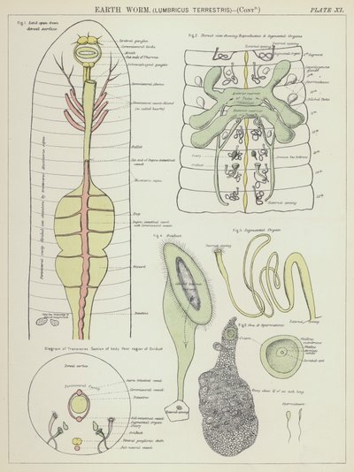 Earth worm, Lumbricus Terrestris by English School