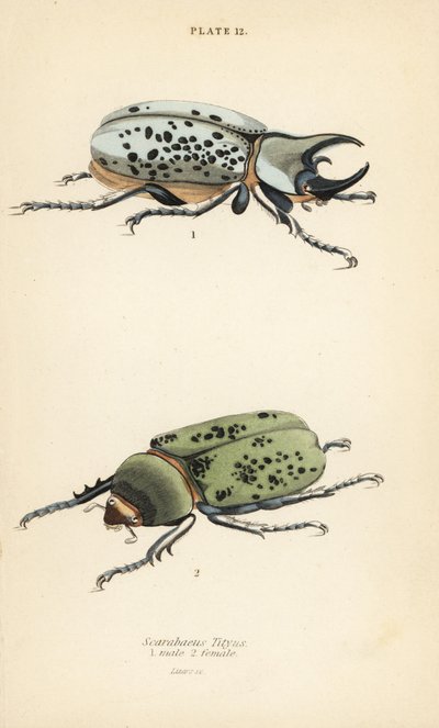 Eastern Hercules beetle, Dynastes tityus, male and female by English School