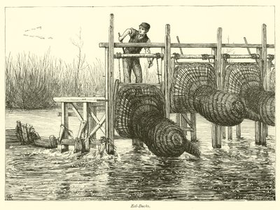 Eel-Bucks by English School