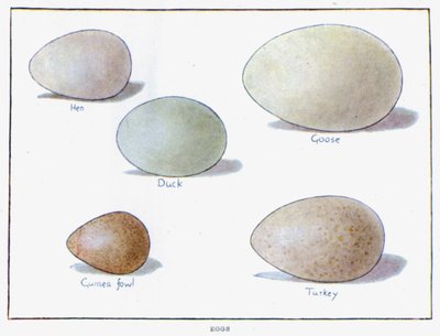 Eggs by English School