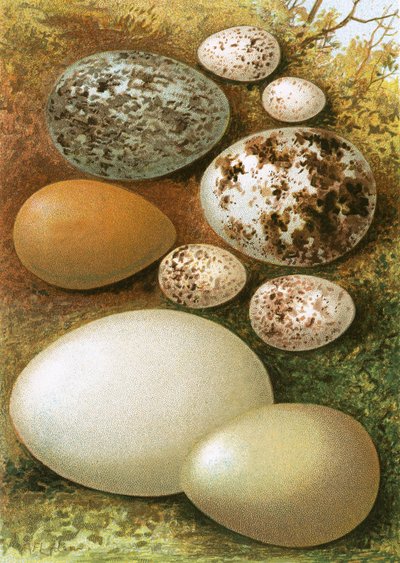 Eggs by English School