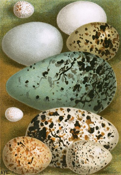 Eggs by English School
