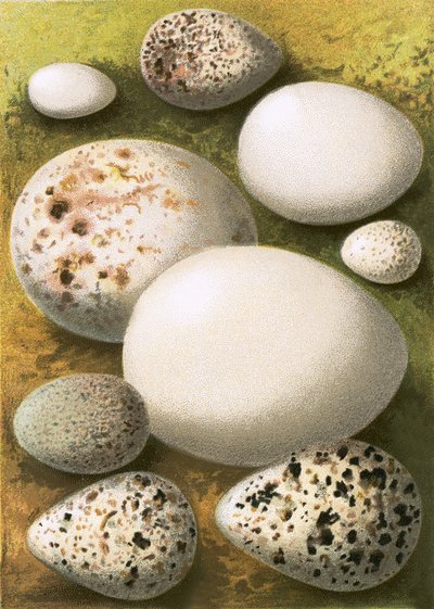 Eggs by English School