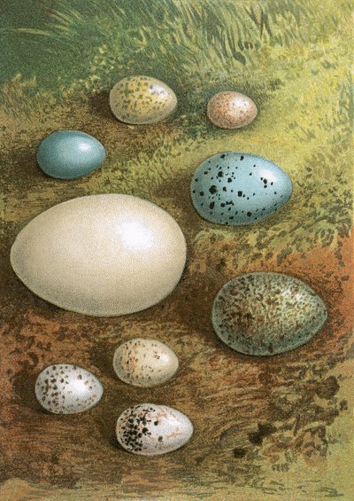 Eggs by English School