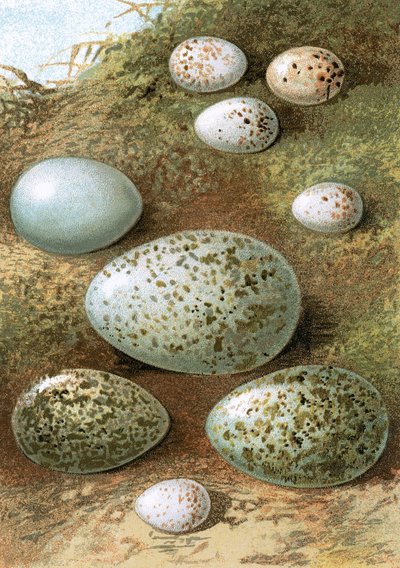 Eggs by English School