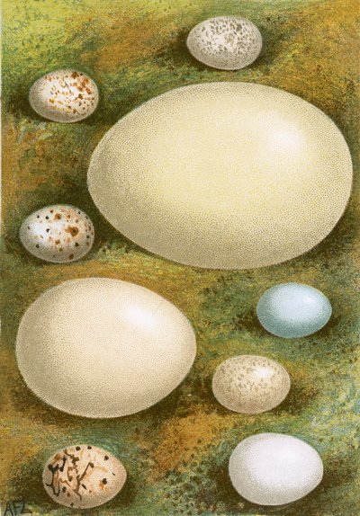 Eggs by English School