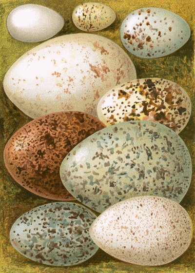 Eggs by English School