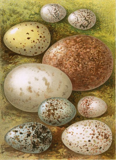 Eggs by English School