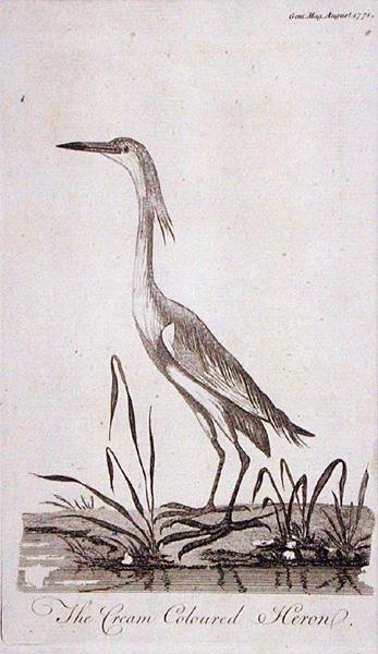 Egret, from 