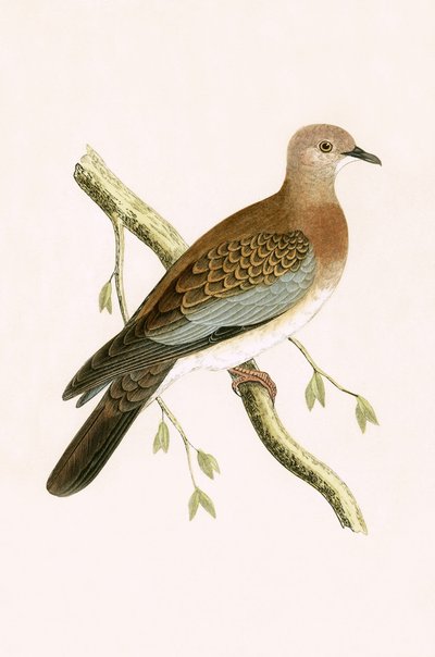 Egyptian Turtle Dove, Illustration from 