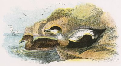 Eider Duck by English School