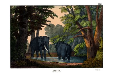 Elephant by English School
