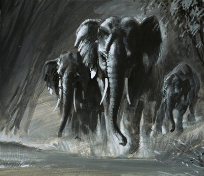Elephants by English School