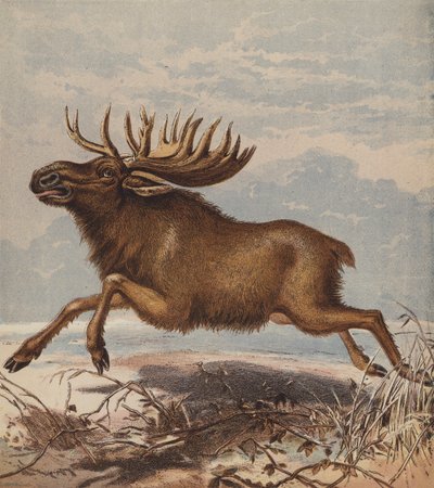 Elk, or Moose Deer by English School
