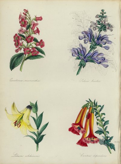 English Flower Garden: Escallonia macrantha, Salvia bicolar, Lilium colchicum, Cantua dependens by English School
