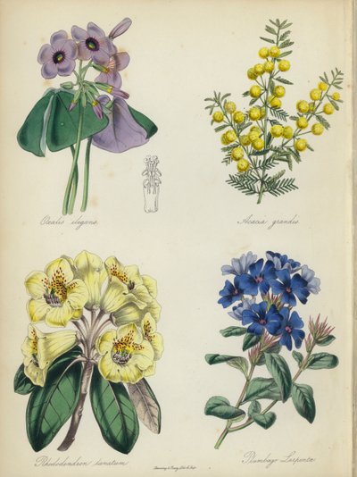 English Flower Garden: Oxalis elegans, Acacia grandis, Rhododendron lanatum, Plumbago Larpentae by English School
