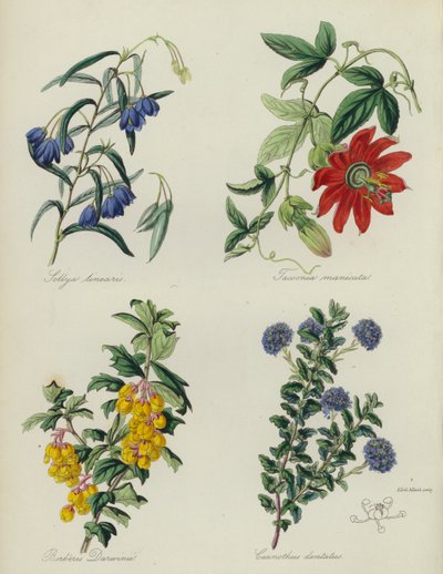 English Flower Garden: Sollya linearis, Tacsonia manicata, Berberis Darwinii, Ceanothus dentatus by English School
