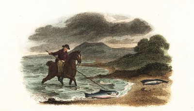 English fisherman Graham hunting salmon in the shallows mounted on horseback with a 5-meter 3-prong spear by English School