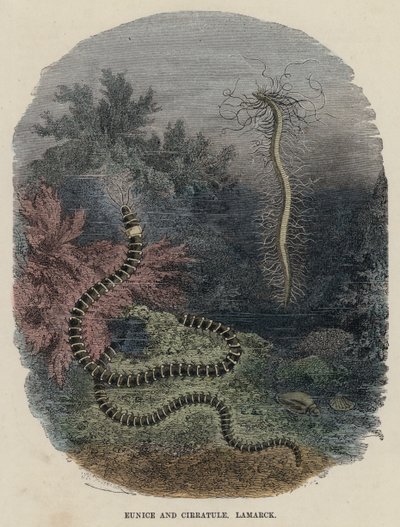 Eunice and Cirratule, Lamarck by English School