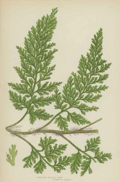 European Bristle Fern by English School