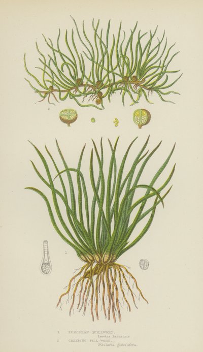 European Quillwort, Creeping Pill-Wort by English School