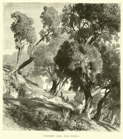 Evergreen Oaks, Near Sciacca by English School