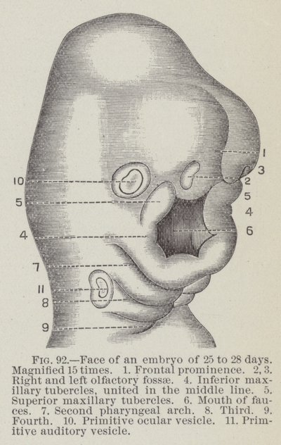 Face of an embryo of 25 to 28 days, magnified 15 times by English School